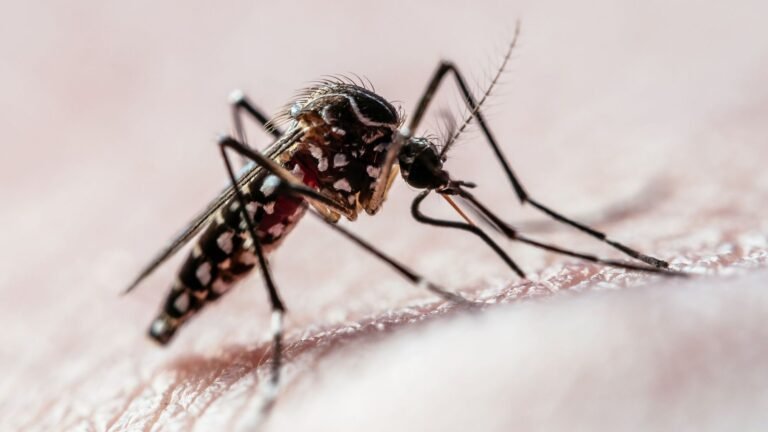 Por que os mosquitos sentem sede de sangue humano? Novo estudo responde Por que os mosquitos sentem sede de sangue humano? Novo estudo responde