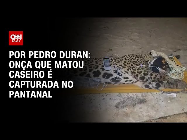 Onça que devorou ​​caseiro chega um instituto mantened de animais em sp