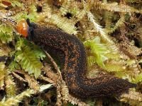 “O último de nós”? Fungo que transforma aranhas em zumbis é descobeto