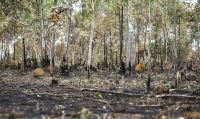 Derretimentação de Calotas Deve Acelerar Mesmo com Meta Climática, Diz Estudo
