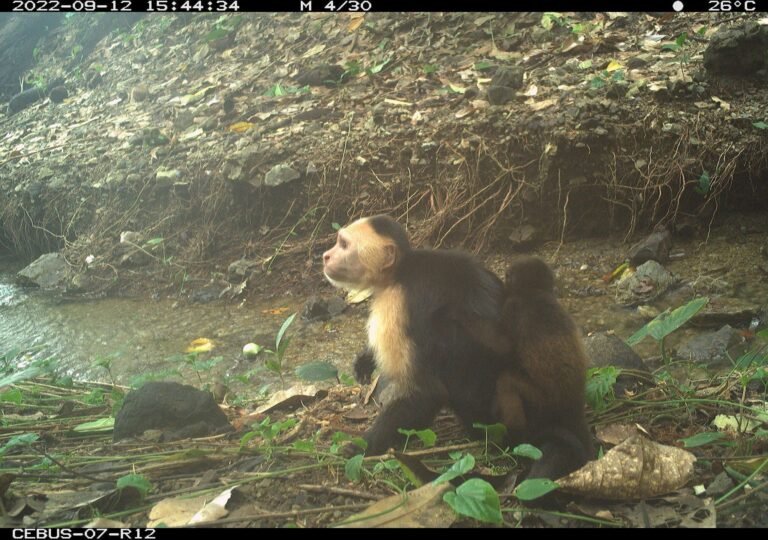 Macacos sequestram os Fashotes de Ulra Esprecie e Cientistas Intrigam; entenda